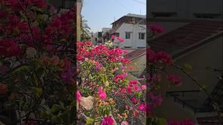 The Summer Calm - Bougainvillea Bliss