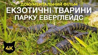 Екзотичні тварини парку Еверглейдс - Алігатори, ламантини та черепахи - Документальний фільм 4К