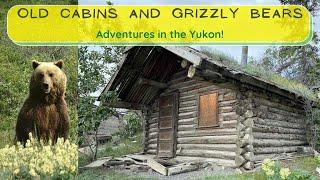 Grizzly bears, exploring and finding old cabins in the Yukon wilderness