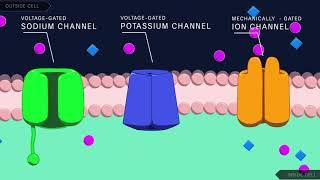 Action Potential in the Neuron