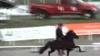 Icelandic Horses Competing at Fast Tolt