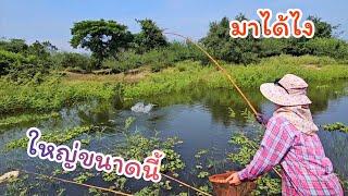 #ตกปลาคันไม้ไผ่ เจอจนได้ ไซส์ใหญ่ๆ ไม่นึกว่าจะใหญ่ได้ขนาดนี้