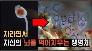 자라면서 자신의 뇌를 먹어 단맛을 내는 알박기 생물 | 피낭동물 - 01 멍게 (Sea squirt)