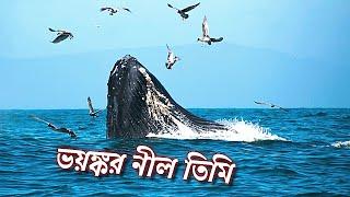 ভয়ংকর নীল তিমি | Danger Blue Whale The True Language Explain