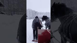 #winter #nature #fun #horses