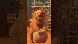 cutest baby elephant playing#shorts#babyelephant#viral#trending#animallover#funny