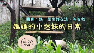 20221231 媽媽的小迷妹日常，圓寶爬制高點偵測媽媽方位去向 The Giant Panda Yuan Bao and Yuan Yuan