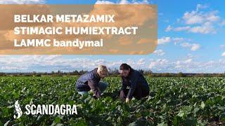 Belkar ir Metazamix mišinio bandymai kartu su Stimagic arba Humiextract LAMMC