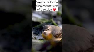 Meet the Grey Wagtail , #beautiful #cute #ecology #nature #viral #shorts #birds