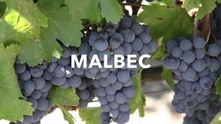 Basics about Malbec Wine | Prenzel of Whitford