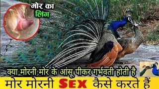 मोर कभी सहवास नहीं करता। How does a peahen get pregnant #harshfactvideo #viral #facts #pecocke