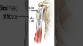 Long Head of the Biceps Tendinopathy (LHBT) #Shorts