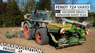 Fendt 724 + Amazone ED602-K + Avant Profi • Sowing corn | Agrarvolution Praxis