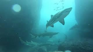 Dive Jervis Bay 14 4 2019