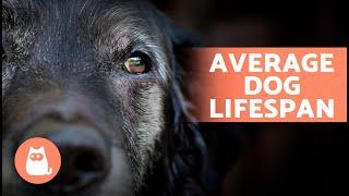 How LONG Do DOGS LIVE?  The LIFE EXPECTANCY of Dogs