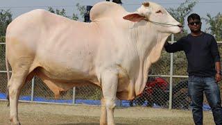 Alishan The Biggest Thailand Hasha Bull | DGH- BD CATTLE MARKET -2021