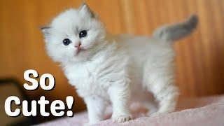 Ragdoll Kittens 6 Weeks Old | So Cute!