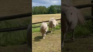 Cute Shetland Stallion sees the flames of burning passion when he looks in mare’s eyes. ️