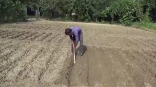 Potato Farming in INDIA