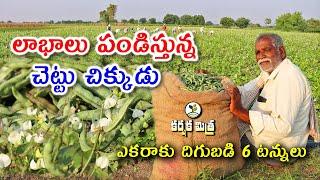 లాభాలు పండిస్తున్న చెట్టు చిక్కుడు సాగు || Success Story of Broad beans Farming || Karshaka Mitra