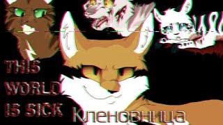 Коты-Воители ▶|Клип|◀  Кленовница ~ THIS WORLD IS SICK 