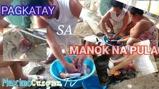 PAANO MAGKATAY ng MANOK NA PULA