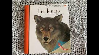 ⭐️Le loup - (extrait) livre documentaire - mes premières découvertes Gallimard jeunesse