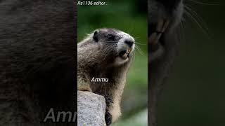 ammu name is calling 