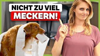 Hund RICHTIG korrigieren: So geht’s!