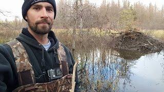 Fall Beaver Trapping 2016 Part 1 With Underwater GoPro Footage