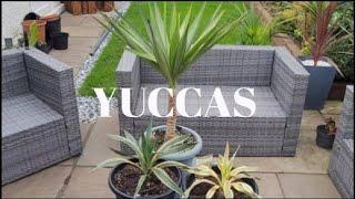 YUCCAS GROWING IN TROPICAL GARDEN UK