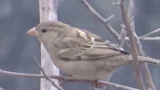 Sparrows are a family of small passerine birds Passeridae 21 Dec 2014 Lahore Pakistan