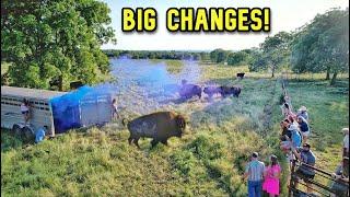 They All Came To See Us Let This Bull Go!