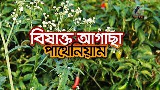 বিষাক্ত ঘাস