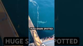 Huge basking shark spotted  The chillest sharks #oceanlife #shark #ocean #sharks #wildlife #boat