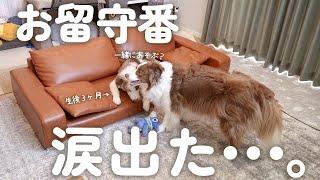 先住犬が寂しくて泣いている子犬を見てとった行動に涙腺崩壊しました・・・。【お留守番隠し撮り】