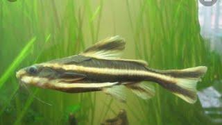 Newest addition to the aquarium, the Raphael Striped Catfish (FROM THE AMAZON)