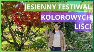 Festiwal kolorowych liści. #ogrodnictwo