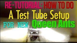Ant Farm: How to Do A Test Tube Setup for New Queen Ants | AntsCanada Tutorial #35