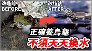 想要養好烏龜 你需要知道三件事！！ How to keep a Turtle Tank Clean