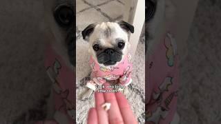 Loulou gets a visit from the TOOTH FAIRY! ‍️ #pug #dog #adorable