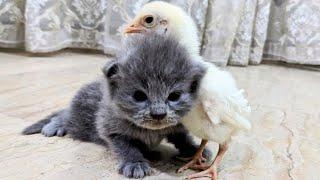 Lennon the Lovely Kitten and tiny Chicken  #luckypaws #lovelykitten #teddykittens