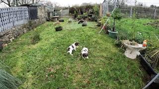 Gundog training