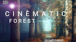 Forest Movie in Sunshine ️ || Forest Cinematic Film ~ Mr AmiT Dwivedi