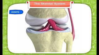 The Skeletal System class-5