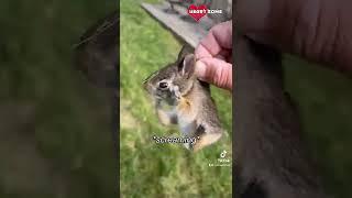 Baby Bunny Screaming After Being Rescue from Hungry Dogs || Heartsome 