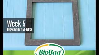 See how a BioBag breaks down in compost 