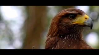 Harris Hawk Slow Motion Study