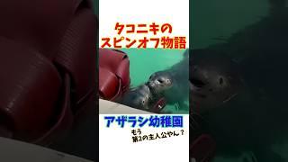 タコニキのスピンオフ物語。アザラシ幼稚園。もう第２の主人公やん？ #トリビア #アザラシ幼稚園  #アザラシ #オランダ   #水族館 #茶柱#seal  #sealife