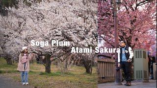 4K EP1: Atami Sakura vs Soga plum grove odawara , ITO #Road trip รอบ fuji mountain japan winter2025